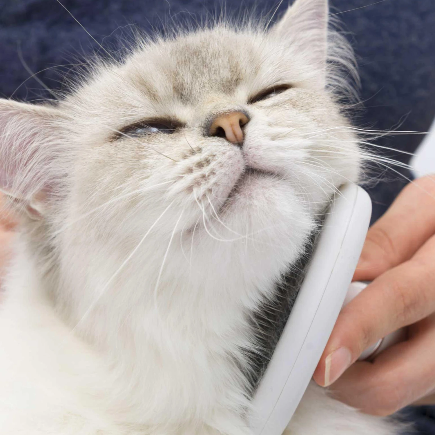 Catit Grooming Kit For Long Haired Cats 7 Catit Grooming Kit For Long Haired Cats - Image 5