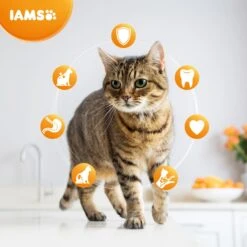 Iams For Vitality Dental Care With Chicken Adult Dry Cat Food - 10kg 10 Iams For Vitality Dental Care With Chicken Adult Dry Cat Food - 10kg -Cat Mania Shop Iams for Vitality Dental Care With Chicken Adult Dry Cat Food 10kg vetshop 3