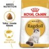 Royal Canin Feline Adult Ragdoll Dry Cat Food - 10kg 2 Royal Canin Feline Adult Ragdoll Dry Cat Food - 10kg -Cat Mania Shop Royal Canin Feline Adult Ragdoll Dry Cat Food 10kg vetshop 1