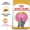 Royal Canin Kitten British Shorthair Dry Cat Food - 2kg 2 Royal Canin Kitten British Shorthair Dry Cat Food - 2kg -Cat Mania Shop Royal Canin Feline Kitten British Shorthair Dry Cat Food 2kg vetshop 1