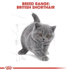 Royal Canin Kitten British Shorthair Dry Cat Food - 2kg -Cat Mania Shop Royal Canin Feline Kitten British Shorthair Dry Cat Food 2kg vetshop 7