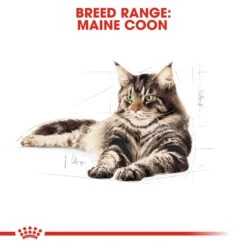 Royal Canin Maine Coon Adult Dry Cat Food - 2kg -Cat Mania Shop Royal Canin Maine Coon Dry Adult Cat Food 2kg vetshop 7