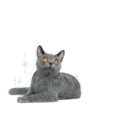 Royal Canin Oral Care Dry Adult Cat Food - 3.5kg -Cat Mania Shop Royal Canin Oral Care Dry Cat Food 3 5kg vetshop 7