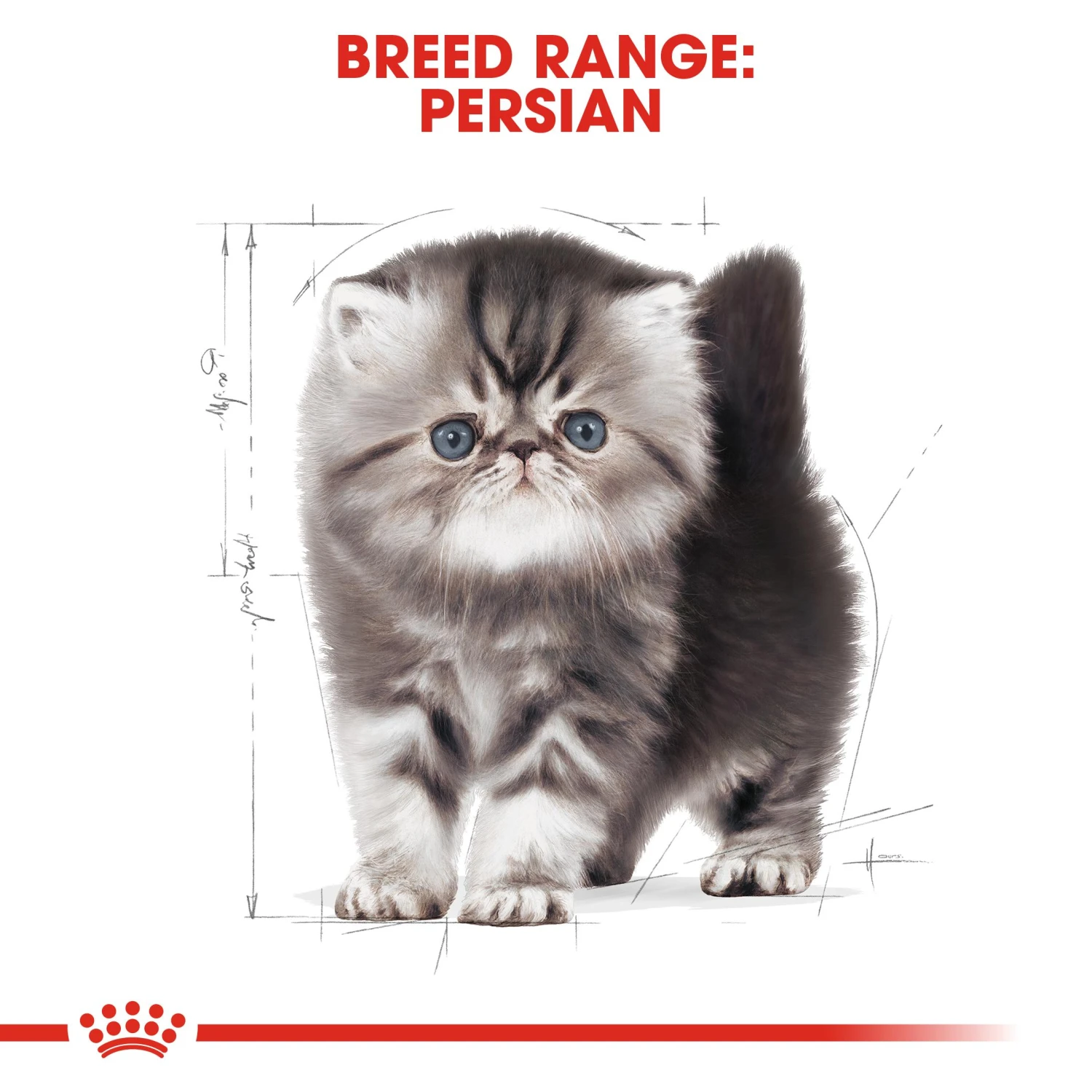 Royal Canin Kitten Persian Dry Cat Food - 4kg 11 Royal Canin Kitten Persian Dry Cat Food - 4kg - Image 9