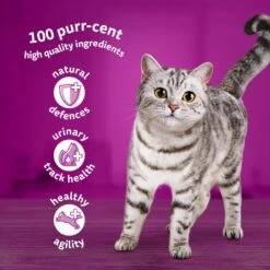 WHISKAS 7+ Poultry Feasts Senior Wet Cat Food Pouches In Jelly - 80 X 85g -Cat Mania Shop WHISKAS 7 Cat Pouches Poultry Selection in Jelly Giant Pack 80x85g vetshop 5