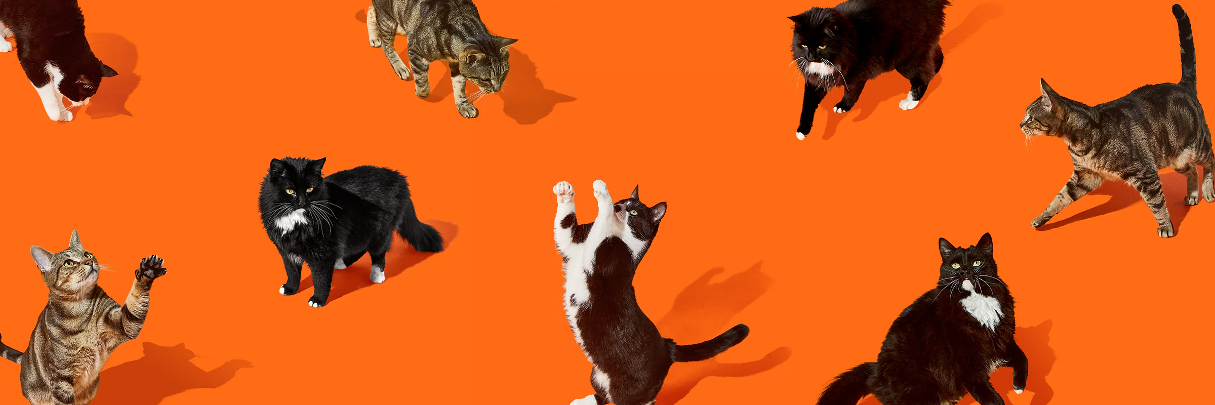 Cat Mania Shop -Cat Mania Shop Adult Cat Banner Animals Only 19.12