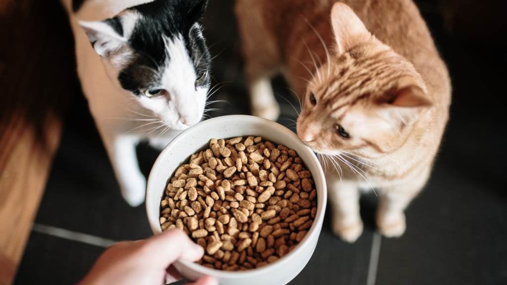 Cat Mania Shop -Cat Mania Shop article common feeding mistakes and foods to avoid for cat
